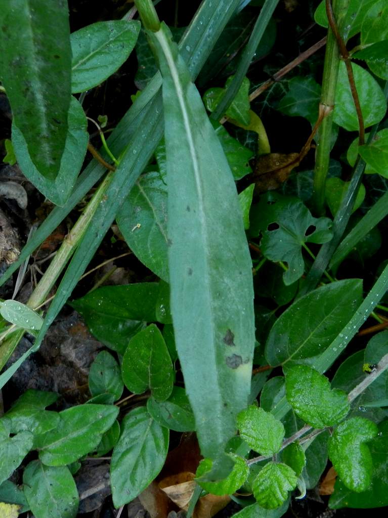 Symphyotrichum squamatum